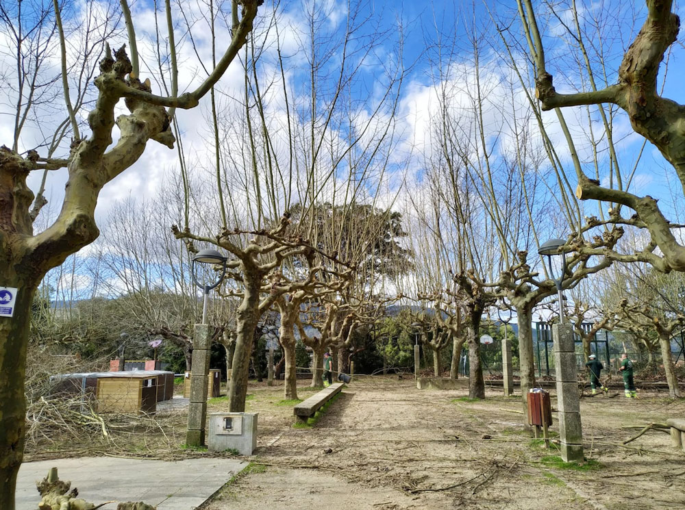 Tomiño continúa os labores de mantemento e renovación do arboredo municipal