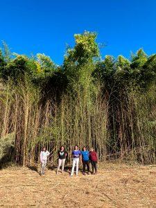 As ovellas, novas aliadas en Tomiño para eliminar a flora exótica invasora na Rede Natura 2000